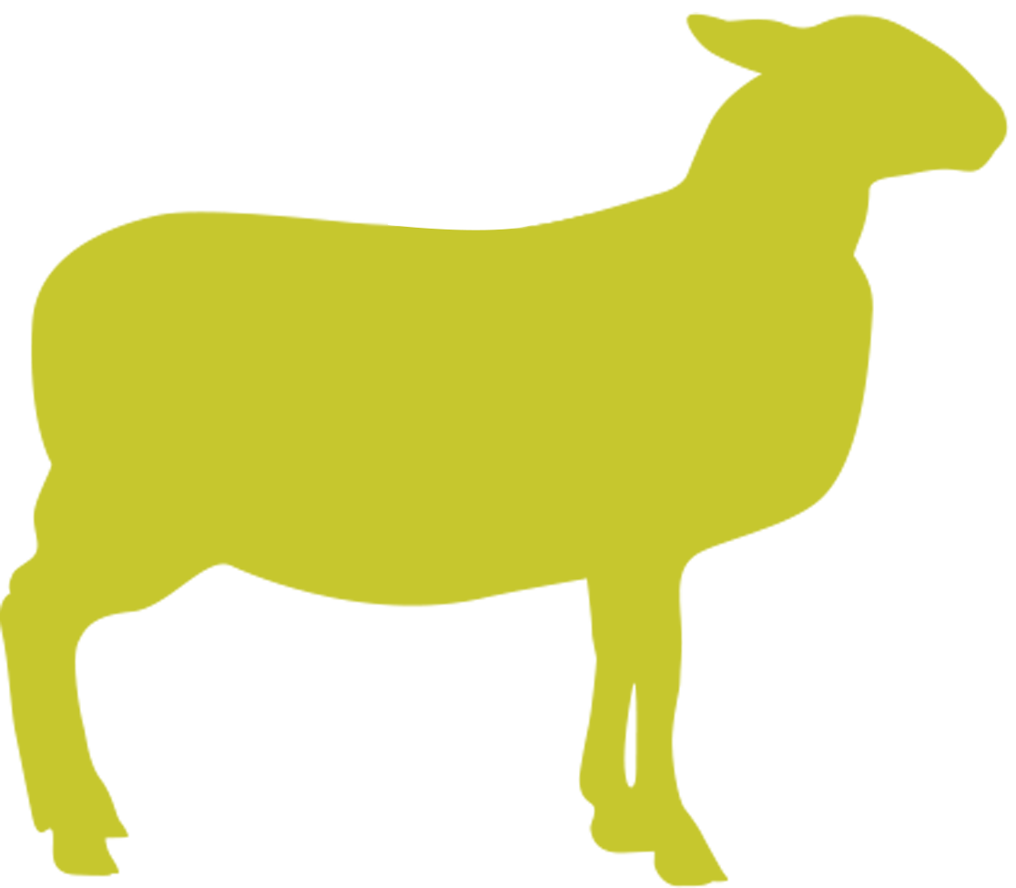 Butcher Lamb Diagram- Rack