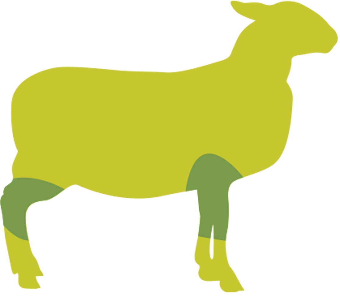 Butcher Lamb Diagram- Rack